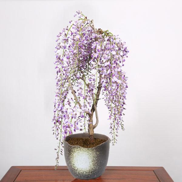盆栽：一才藤（萬古焼ちぎり深鉢）*藤 鉢植え 鉢花 プレゼントにも