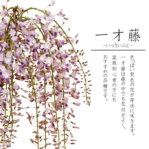 盆栽：一才藤（みまや焼水昇岩鉢）*藤 鉢植え 鉢花 プレゼントにも