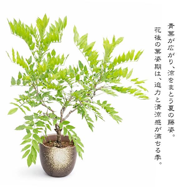 盆栽：一才藤（萬古焼ちぎり深鉢）*藤 鉢植え 鉢花 プレゼントにも