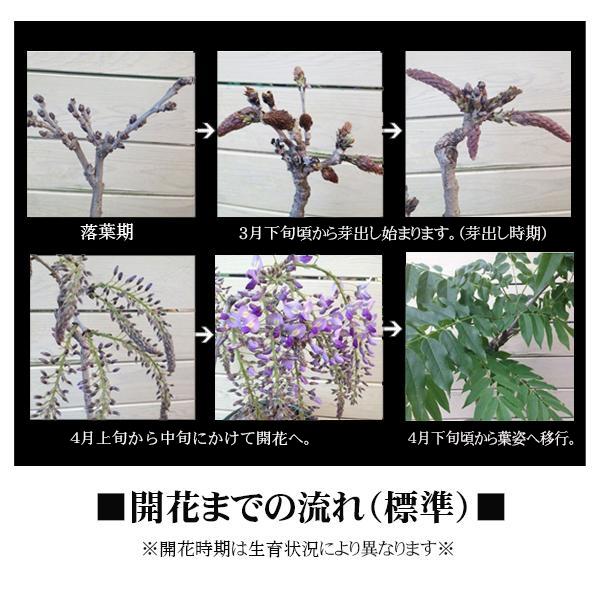 父の日ギフトにも盆栽：一才藤（みまや焼水昇岩鉢）*藤 鉢植え 鉢花