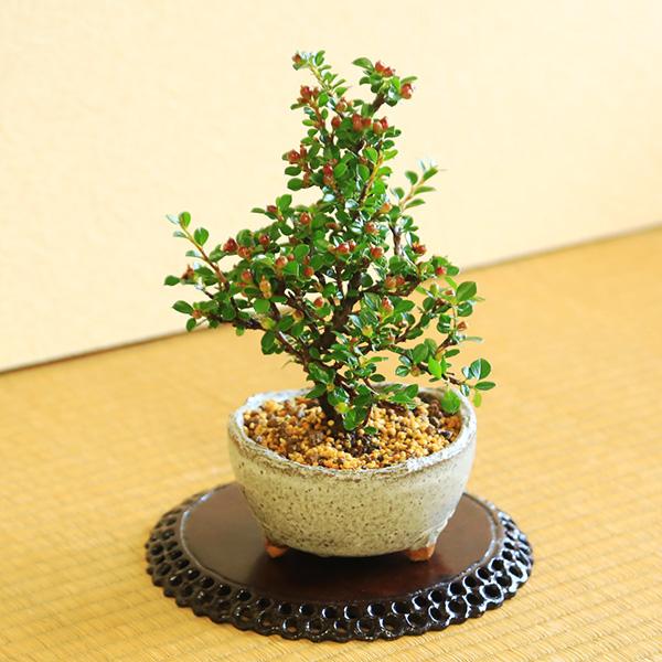 ミニ盆栽：紅紫檀＜べにしたん＞*（かみ山陶器信楽焼丸浅鉢