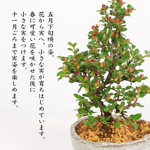 ミニ盆栽：紅紫檀＜べにしたん＞*（かみ山陶器信楽焼丸浅鉢