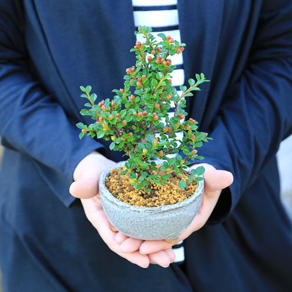 ミニ盆栽：紅紫檀＜べにしたん＞*（かみ山陶器信楽焼丸浅鉢