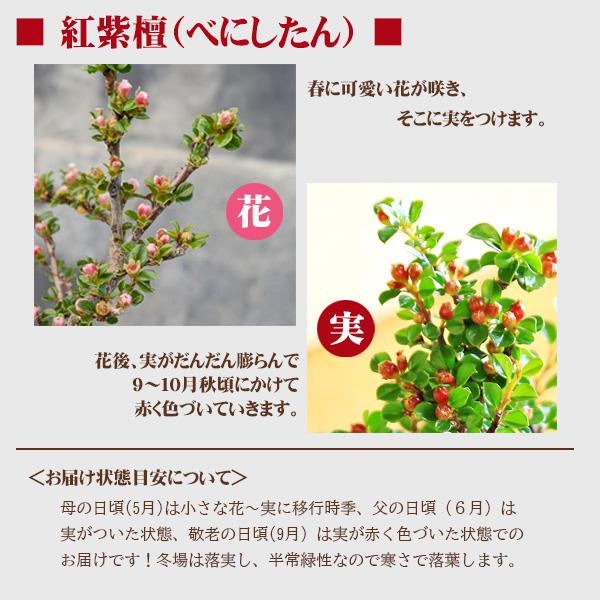 遅れてごめんね敬老の日ギフトにも ミニ盆栽：紅紫檀＜べにしたん