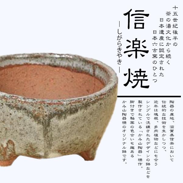 敬老の日ギフトにも ミニ盆栽：紅紫檀＜べにしたん＞*（かみ山陶器