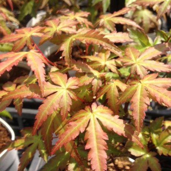 ミニ盆栽：山もみじ*（信楽焼藍色つぼみ鉢）苔付き モミジ 和 鉢植え