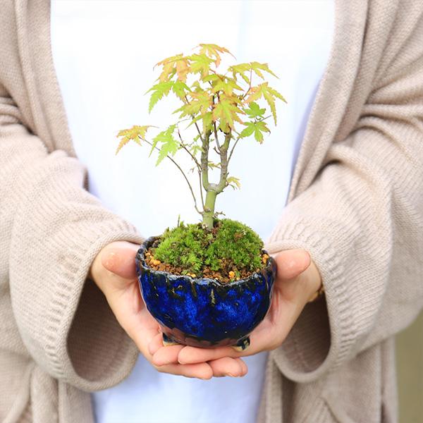 ミニ盆栽：山もみじ*（信楽焼藍色つぼみ鉢）苔付き モミジ 和 鉢植え