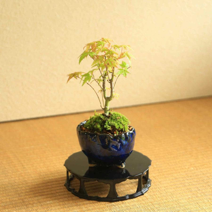ミニ盆栽：山もみじ*（信楽焼藍色つぼみ鉢）苔付き モミジ 和 鉢植え