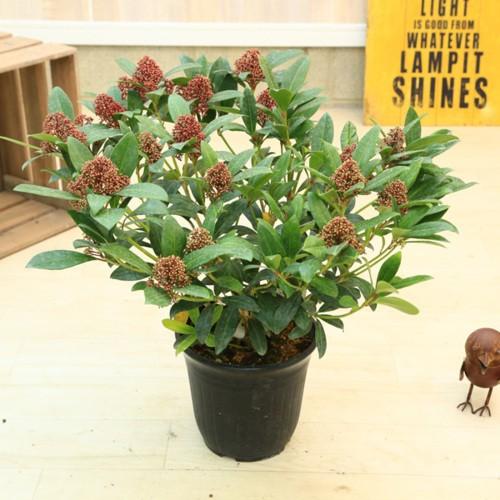 苗 花木 観葉植物 スキミア ルベラ 7号 プラポット シキミ 19年開花終了しました 3458 遊恵盆栽 Yahoo 店 通販 Yahoo ショッピング