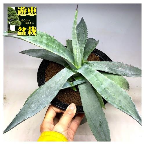 多肉植物：アガベ アメリカーナ*幅38cm 現品！一品限り : 遊恵盆栽