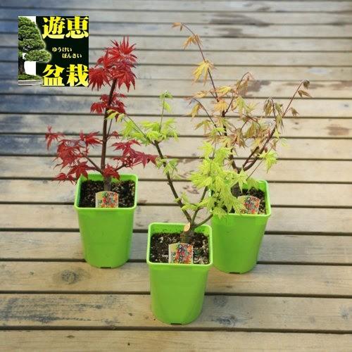 苗：もみじ* 4号 各種 モミジ : 遊恵盆栽 Yahoo!店 - 通販 - Yahoo