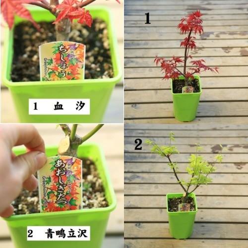 もみじ　盆栽 No.34 もみじ 四幹寄せ植え モミジ（紅葉）の育て方｜キミのミニ