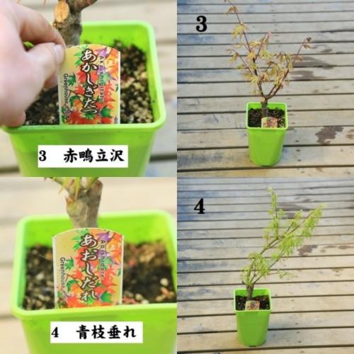 苗：もみじ* 4号 各種 モミジ : 遊恵盆栽 Yahoo!店 - 通販 - Yahoo