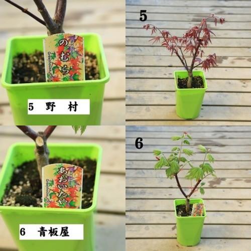 もみじ苗　100本 苗：もみじ* 4号 各種 モミジ : 遊恵盆栽 Yahoo!店 - 通販 - Yahoo