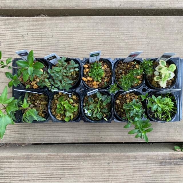 計10本セット苗 苗：山野草10ヶセット お得 *(まとめ割) さんやそう/サンヤソウ : 遊恵