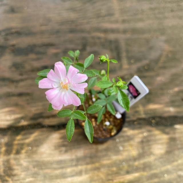 苗：山野草10ヶセット お得 *(まとめ割) さんやそう/サンヤソウ : 遊恵