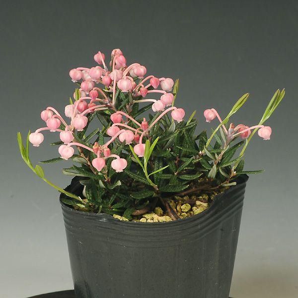 苗 山野草 濃色ヒメシャクナゲ 大 遊恵盆栽 Yahoo 店 通販 Yahoo ショッピング