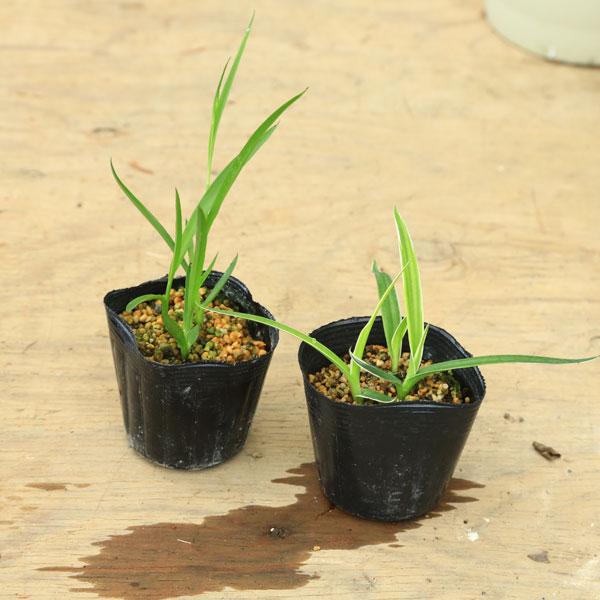 山野：サギソウ（鷺草）3球入り・花芽未確認 : 遊恵盆栽 Yahoo!店