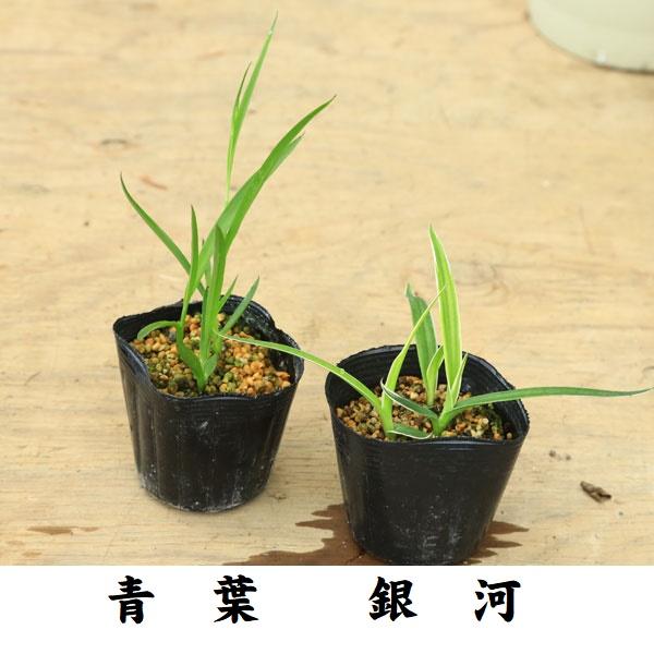 山野：サギソウ（鷺草）3球入り・花芽未確認 : 遊恵盆栽 Yahoo!店