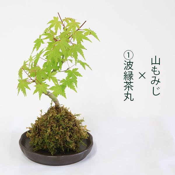 受け皿選べる 苔玉雑木シリーズ：苔玉 山もみじ（曲）* ＜2025年落葉