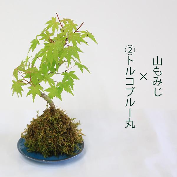 受け皿選べる 苔玉雑木シリーズ：苔玉 山もみじ（曲）* ＜2025年落葉