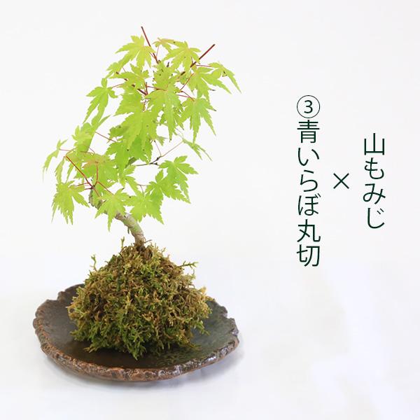 受け皿選べる 苔玉雑木シリーズ：苔玉 山もみじ（曲）* オリジナル苔玉