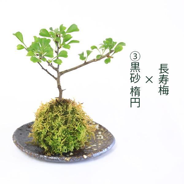 受け皿選べる 苔玉花物シリーズ：苔玉 長寿梅* ちょうじゅばい