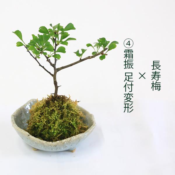 受け皿選べる 苔玉花物シリーズ：苔玉 長寿梅* ちょうじゅばい