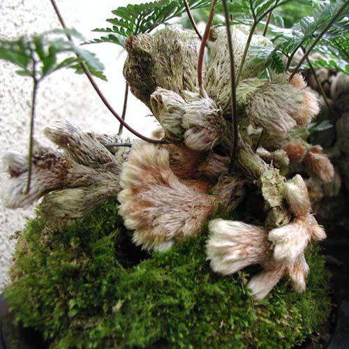 苗：山野草 ネコの手シノブ・石化シノブ* さんやそう : 遊恵盆栽 Yahoo