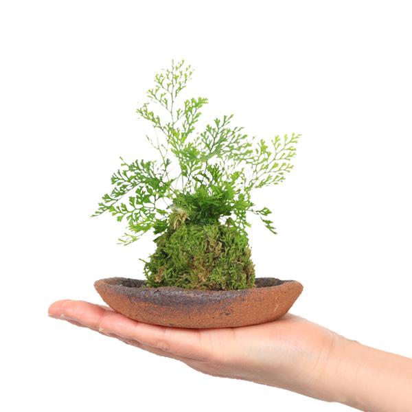 苔玉：シノブ（受け皿付）* しのぶ納涼 盆栽 bonsai : 遊恵盆栽 Yahoo