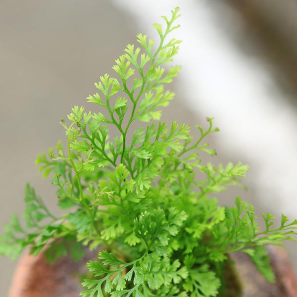 苔玉：シノブ（受け皿付）* しのぶ納涼 盆栽 bonsai : 遊恵盆栽 Yahoo