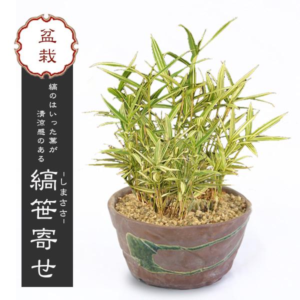 盆栽：山野草 縞笹寄せ（瀬戸焼鉢）*bonsai : 遊恵盆栽 Yahoo!店