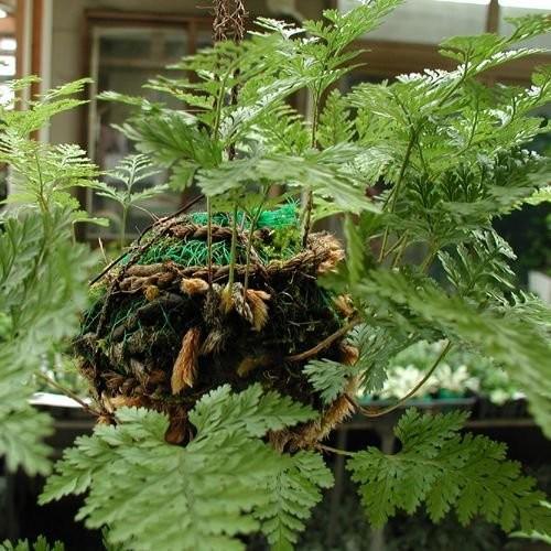 吊忍30センチ つりしのぶ 日本産 - つりしのぶ園 オンラインショップ