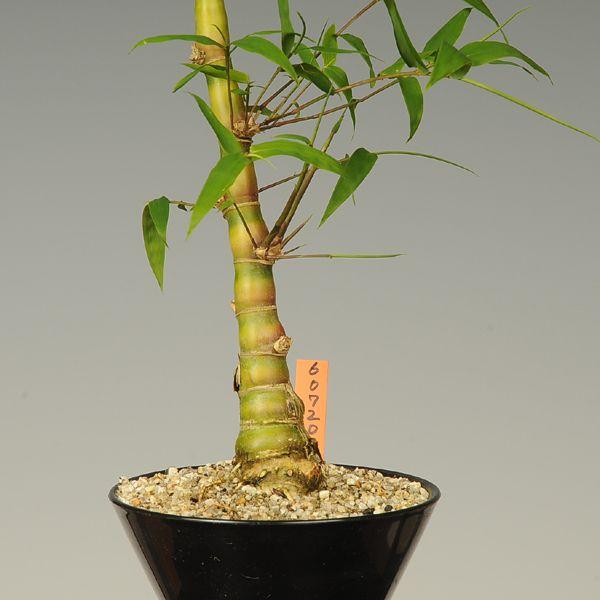 苗：大福竹（ブッタン竹）* さんやそう : 遊恵盆栽 Yahoo!店 - 通販