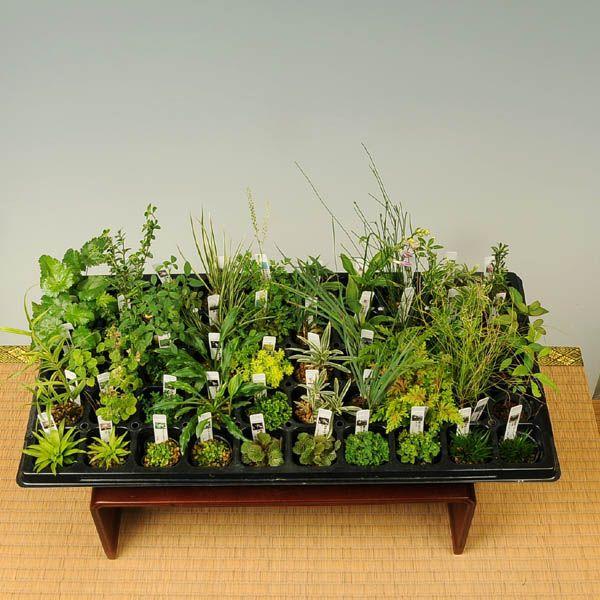 超人気 盆栽鉢 青磁鉢 山野草鉢 多肉植物 植木鉢 小品大品盆栽 盆栽鉢