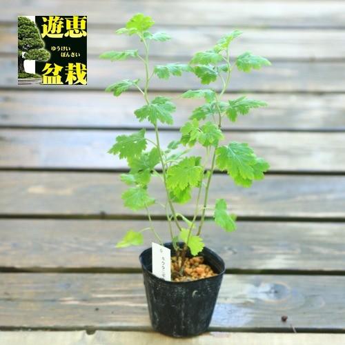 苗：山野草 コウヤボウキ（高野箒）* さんやそう : 遊恵盆栽 Yahoo!店
