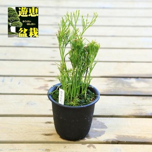 古典園芸植物 松葉蘭 マツバラン 蟹葉文龍 v 遊恵盆栽 Yahoo 店 通販 Yahoo ショッピング