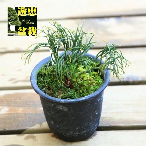 古典園芸植物 松葉蘭 マツバラン 鳳凰柳 v 遊恵盆栽 Yahoo 店 通販 Yahoo ショッピング