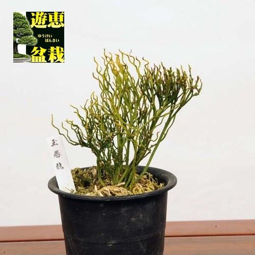 古典園芸植物 松葉蘭 マツバラン 玉巻龍 v 遊恵盆栽 Yahoo 店 通販 Yahoo ショッピング