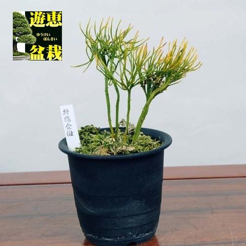 古典園芸植物 松葉蘭 マツバラン 折鶴金斑 v 遊恵盆栽 Yahoo 店 通販 Yahoo ショッピング