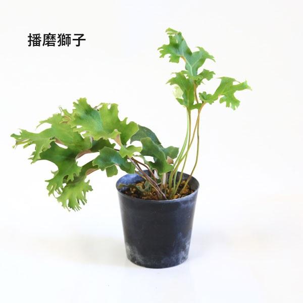 苗：山野草 イワオモダカ * 品種お選びください : 遊恵盆栽 Yahoo!店