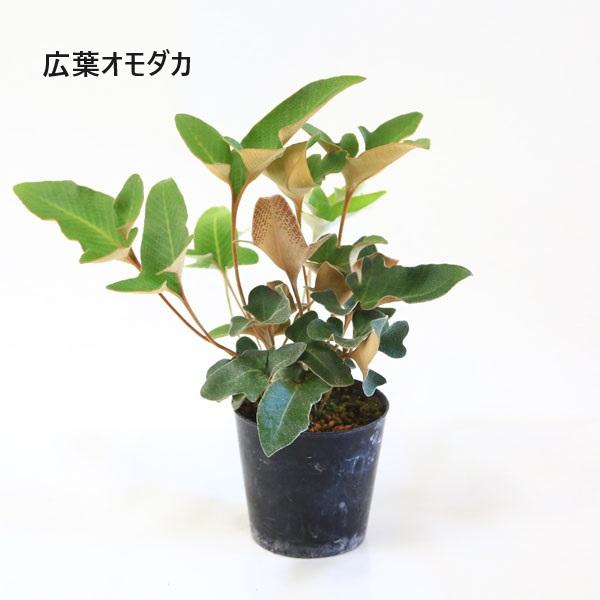 苗：山野草 イワオモダカ * 品種お選びください : 遊恵盆栽 Yahoo!店