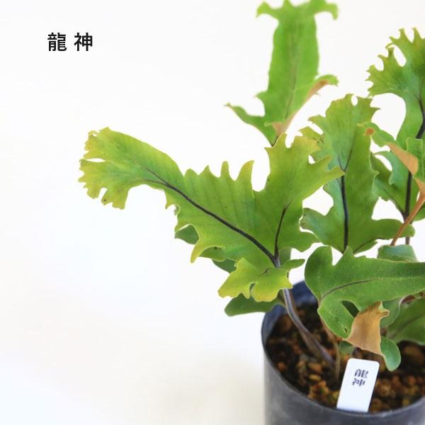 苗：山野草 イワオモダカ * 品種お選びください : 遊恵盆栽 Yahoo!店