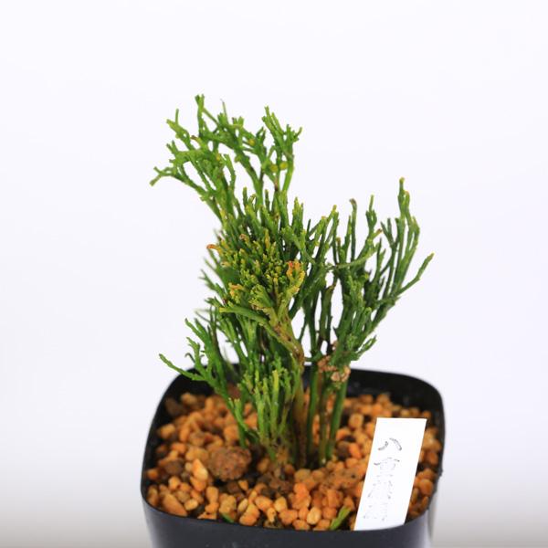 太平楽　シダ植物　松葉蘭　観葉植物　園芸　古典植物　珍奇植物　伝統　マツバラン 古典園芸植物：松葉蘭（マツバラン）「八重麒麟」*まつばらん : 遊恵