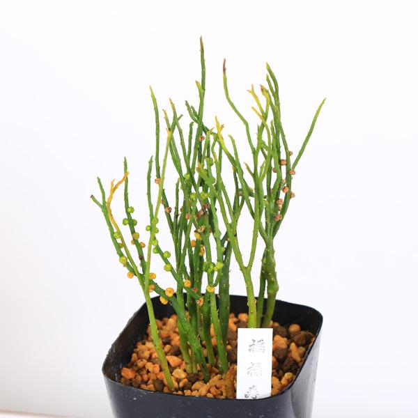 太平楽　シダ植物　松葉蘭　観葉植物　園芸　古典植物　珍奇植物　伝統　マツバラン 古典園芸植物：松葉蘭（マツバラン）「四段替」*まつばらん | 古典植物