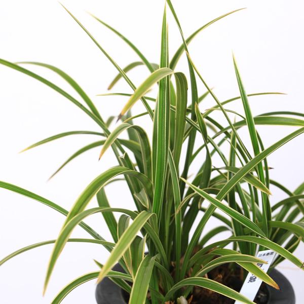古典園芸植物：日本春蘭 「月桂冠」（げっけいかん）*にほんしゅんらん