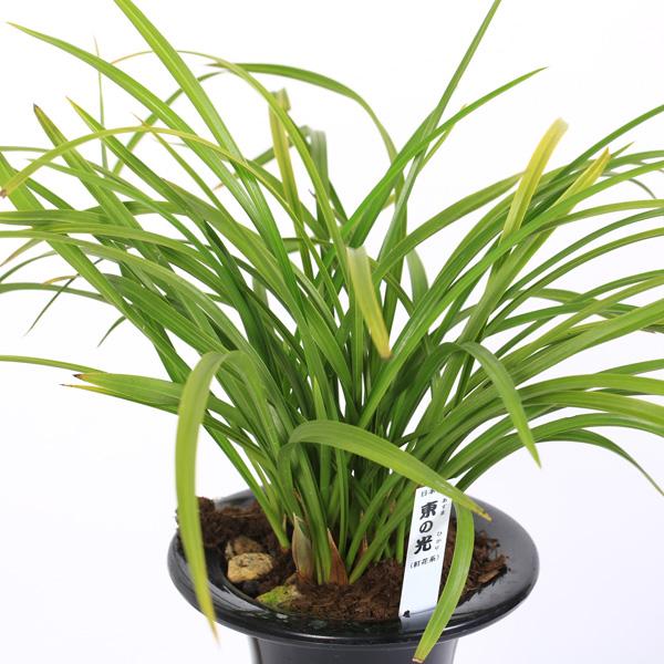 古典園芸植物：日本春蘭 「東の光」（あずまのひかり）*にほんしゅん