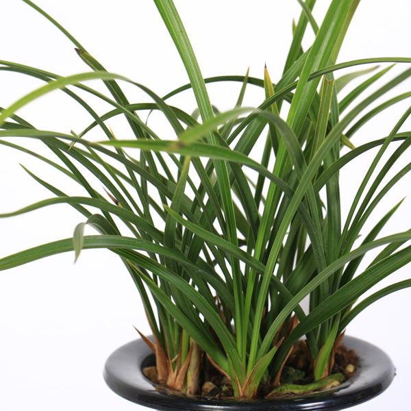 古典園芸植物：日本春蘭 「光悦」（こうえつ）*にほんしゅんらん