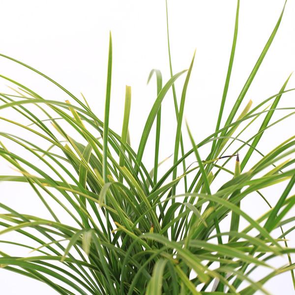 古典園芸植物：日本春蘭 「南風」（なんぷう）*にほんしゅんらん