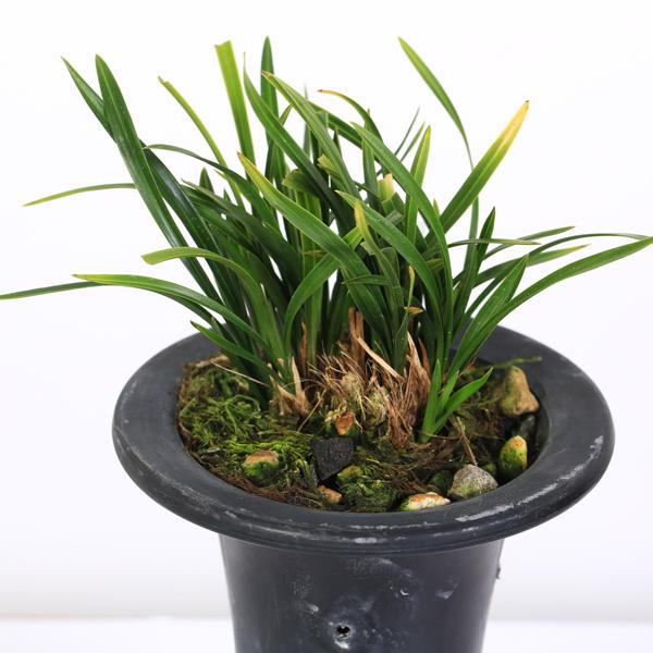 苗：中国春蘭 「翠蓋」(すいがい)*ちゅうごくしゅんらん : 遊恵盆栽